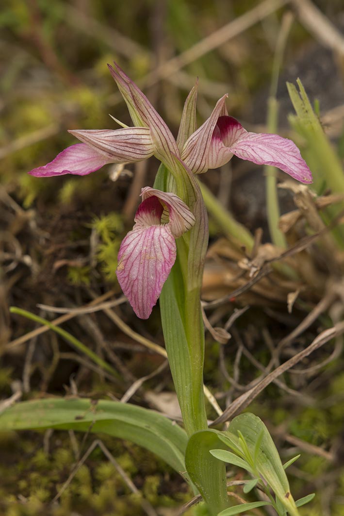Serapias Lingua